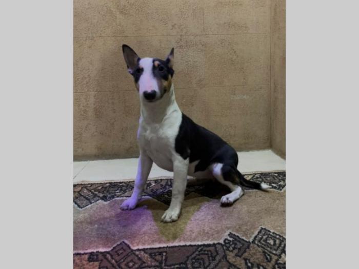 mini bul terijer štenci besplatni mali oglasi