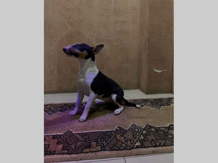 mini bul terijer štenci besplatni mali oglasi