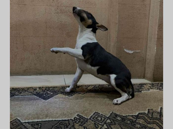 mini bul terijer štenci besplatni mali oglasi