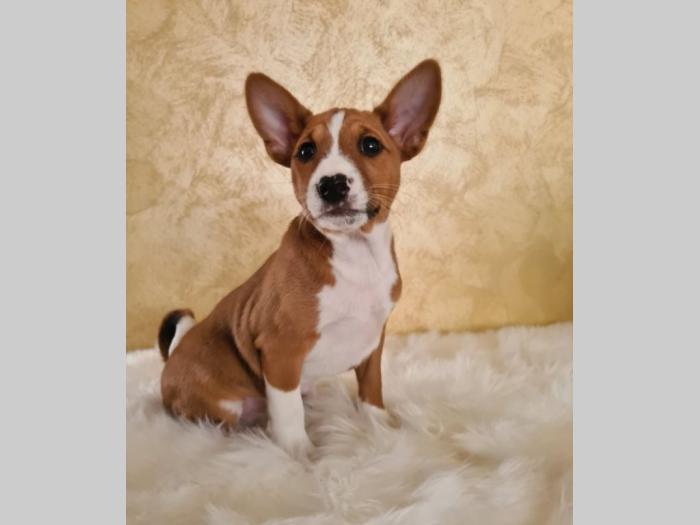 basenji štene besplatni mali oglasi