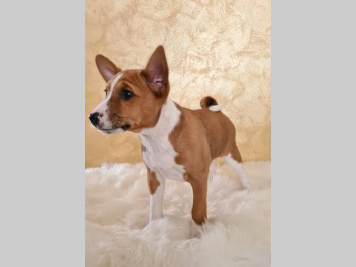 basenji štene besplatni mali oglasi