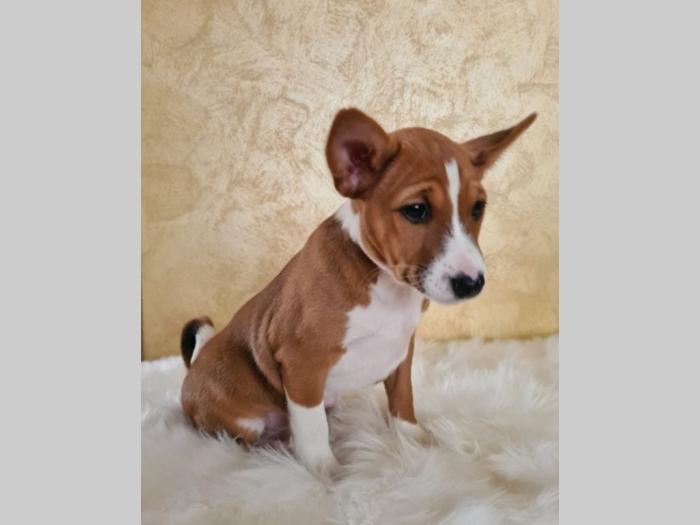 basenji štene besplatni mali oglasi