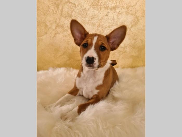 basenji štene besplatni mali oglasi