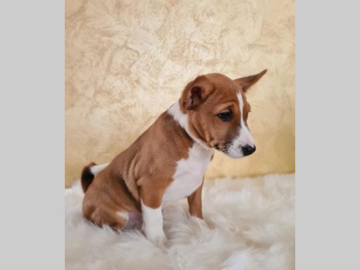 basenji štene besplatni mali oglasi