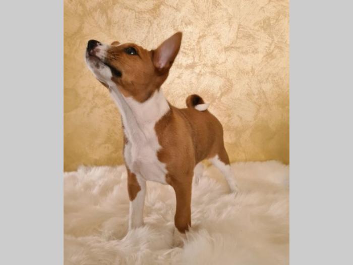 basenji štene besplatni mali oglasi