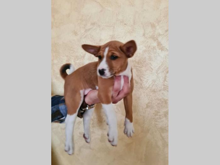 basenji štene besplatni mali oglasi