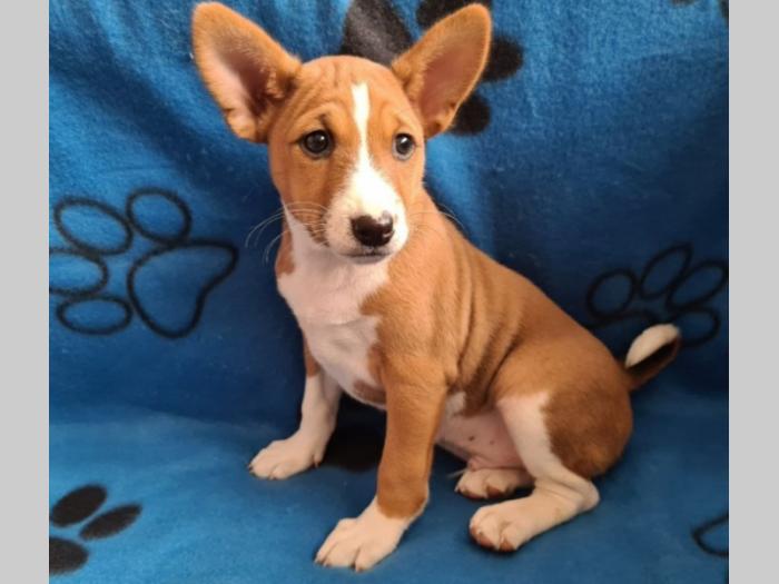 basenji štene besplatni mali oglasi