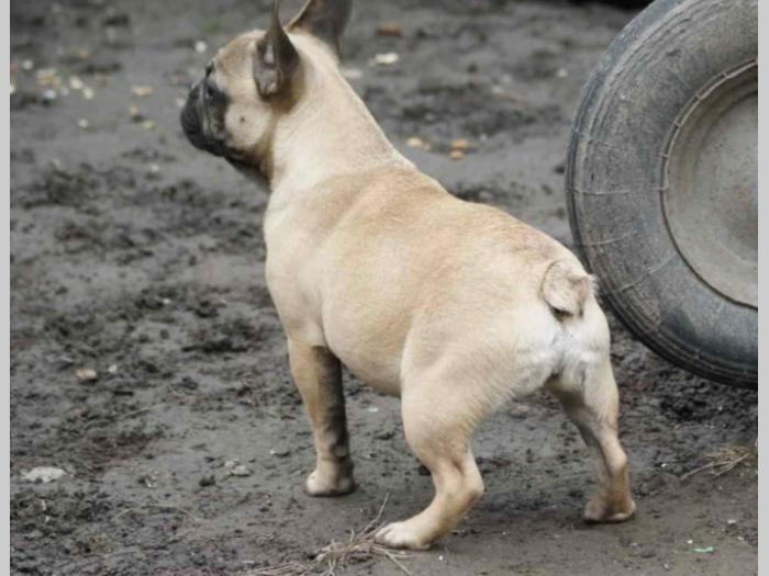 francuski buldog štenci besplatni mali oglasi
