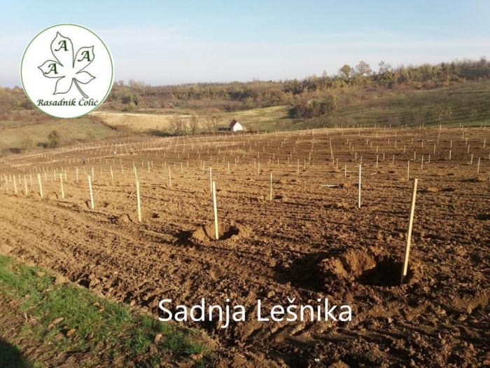 kako podići kvalitetan voćnjak i vinograd voćne sadnica besplatni mali oglasi