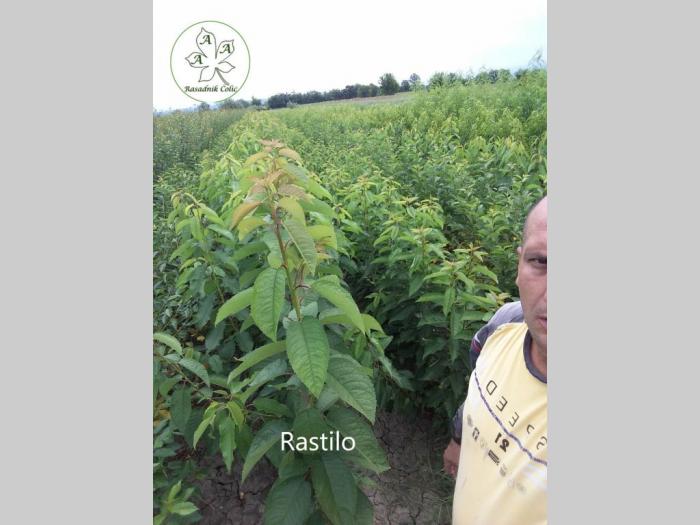 kako podići kvalitetan voćnjak i vinograd voćne sadnica besplatni mali oglasi