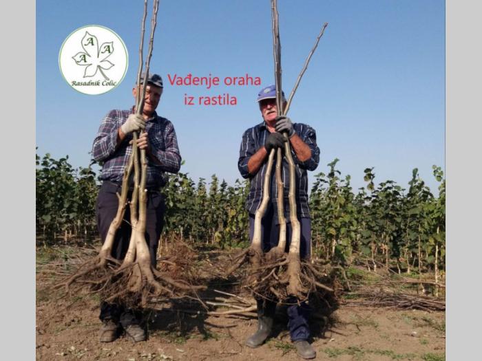 kako podići kvalitetan voćnjak i vinograd voćne sadnica besplatni mali oglasi