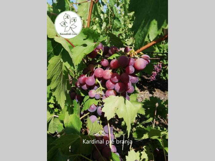 kako podići kvalitetan voćnjak i vinograd voćne sadnica besplatni mali oglasi