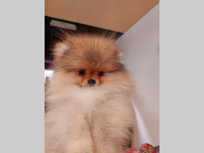 pomeranac besplatni mali oglasi