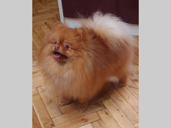 pomeranac besplatni mali oglasi