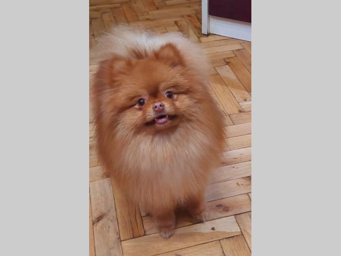 pomeranac besplatni mali oglasi