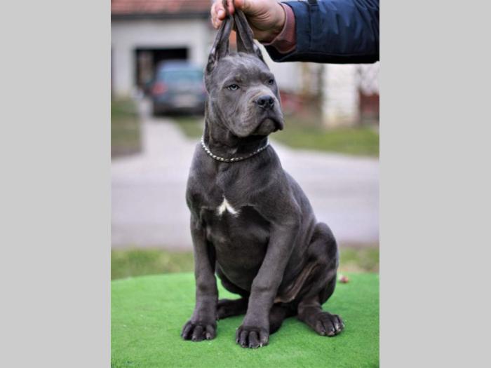 kane korso štenci besplatni mali oglasi