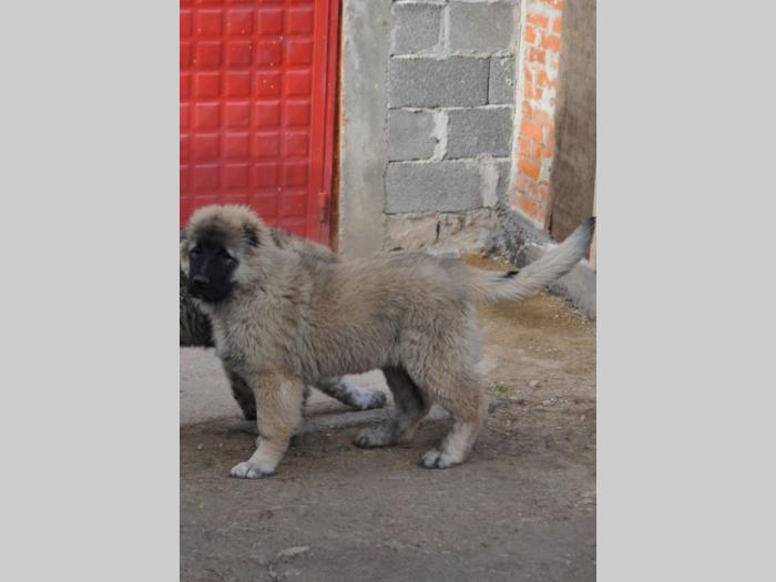 kavkaski ovčar ženke besplatni mali oglasi