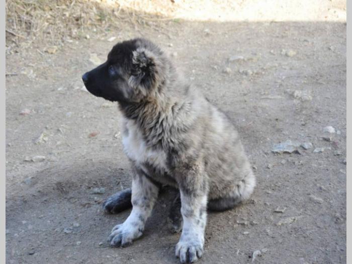 kavkaski ovčar ženke besplatni mali oglasi