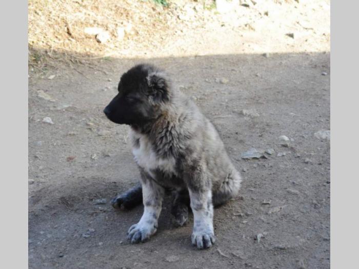 kavkaski ovčar ženke besplatni mali oglasi