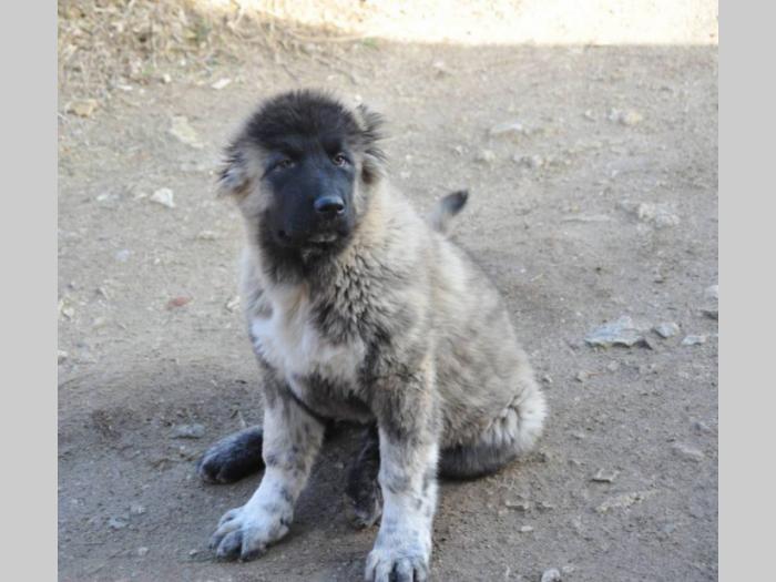 kavkaski ovčar ženke besplatni mali oglasi