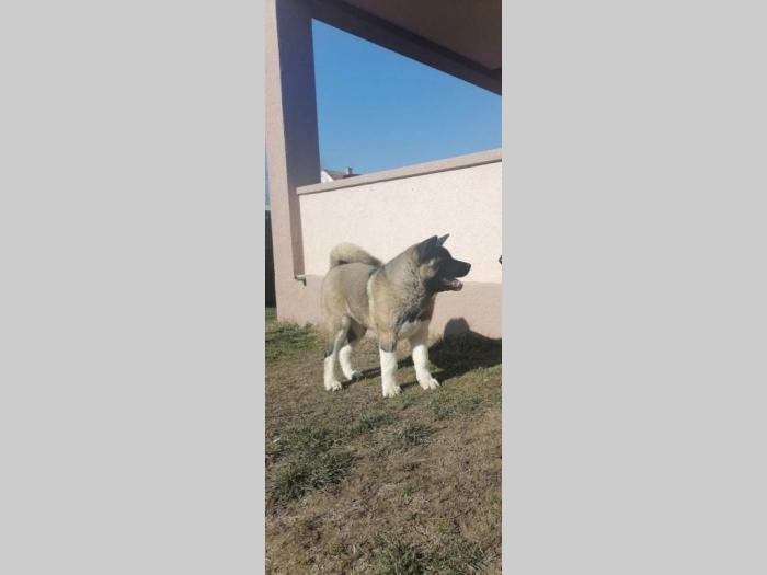 američka akita ženka besplatni mali oglasi