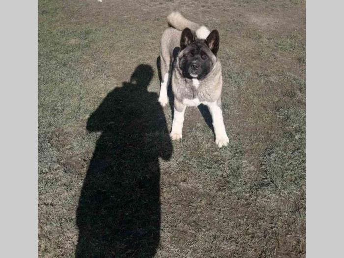 američka akita ženka besplatni mali oglasi