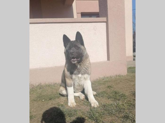 američka akita ženka besplatni mali oglasi