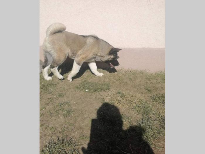 američka akita ženka besplatni mali oglasi