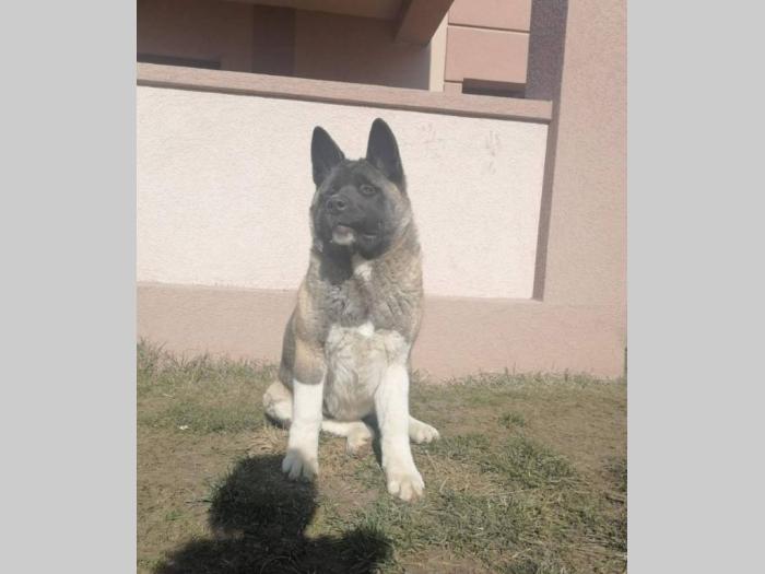 američka akita ženka besplatni mali oglasi