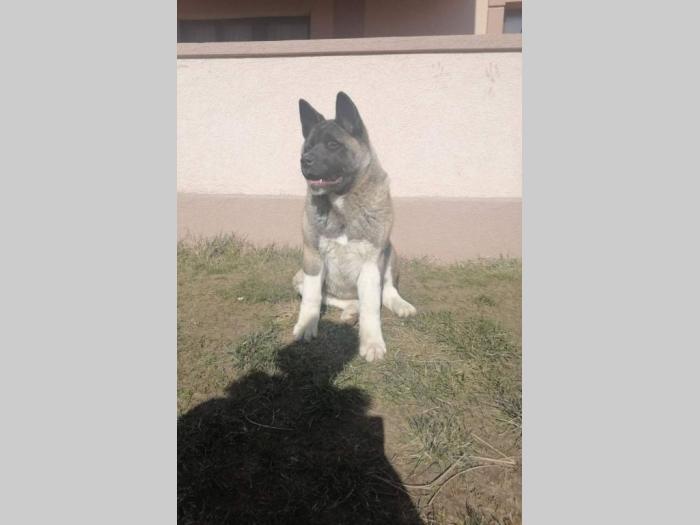 američka akita ženka besplatni mali oglasi