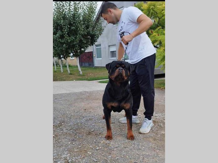 pansion za pse besplatni mali oglasi