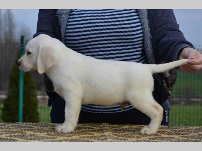 labrador retriver štenci besplatni mali oglasi