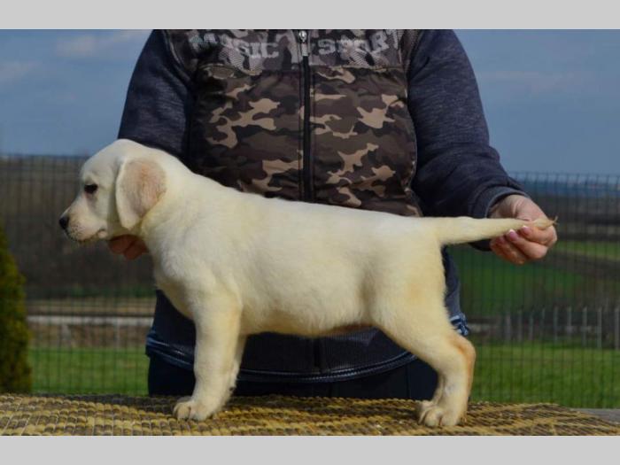 labrador retriver štenci besplatni mali oglasi