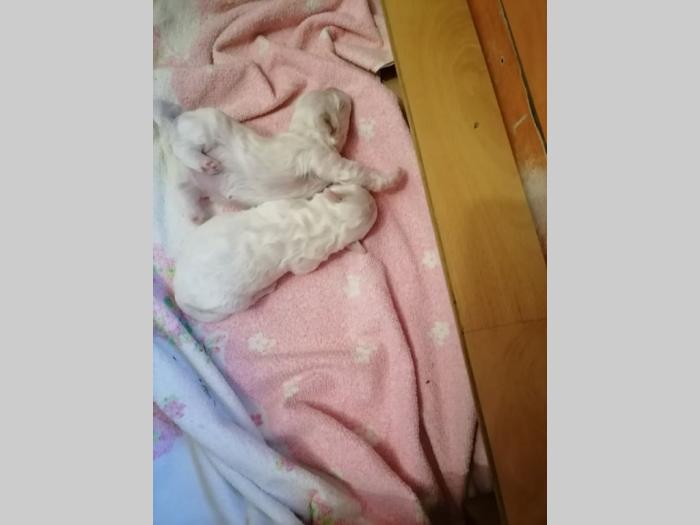 kovrdžavi bišon štenci besplatni mali oglasi