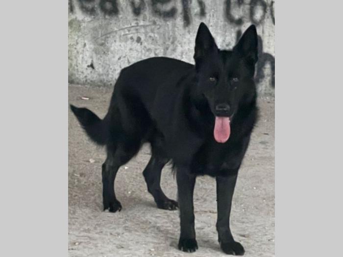 nemački ovčar štenci besplatni mali oglasi