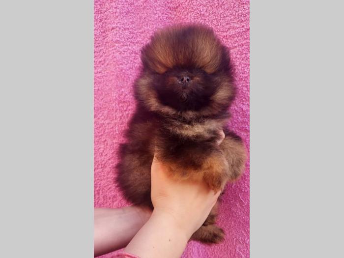 pomeranac štenci besplatni mali oglasi