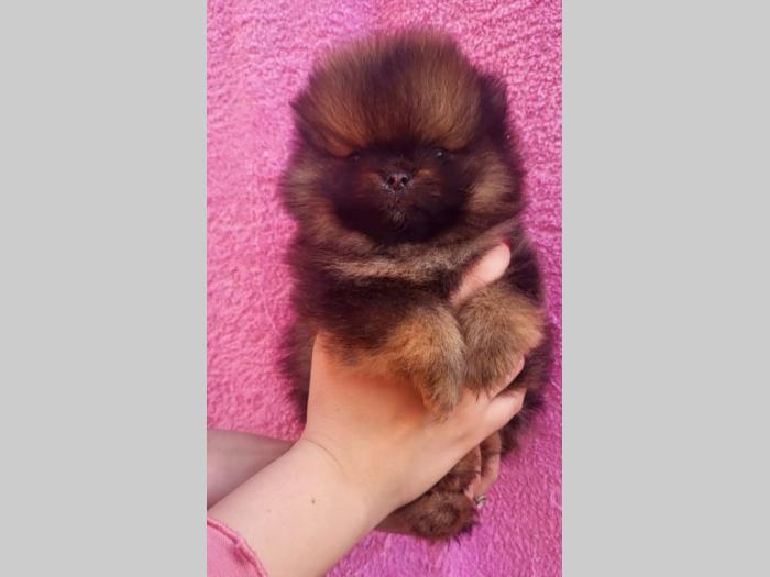 pomeranac štenci besplatni mali oglasi