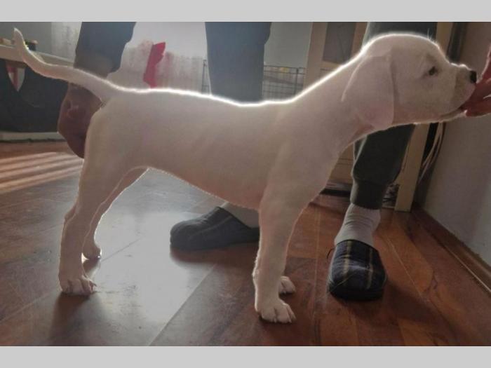 dogo argentino štenci besplatni mali oglasi