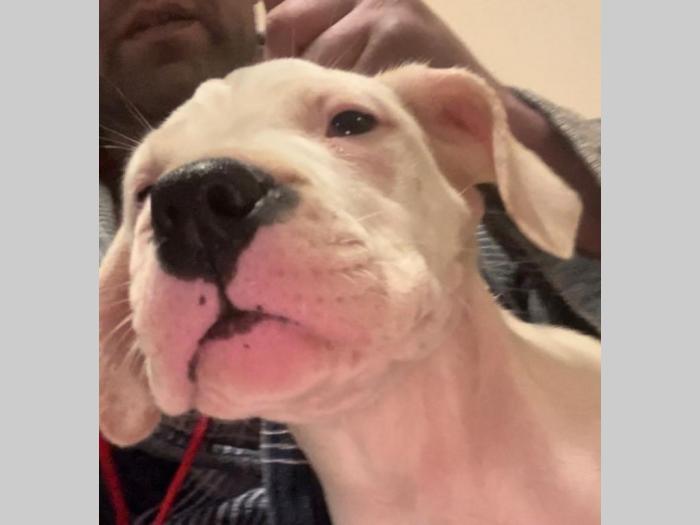 dogo argentino štenci besplatni mali oglasi