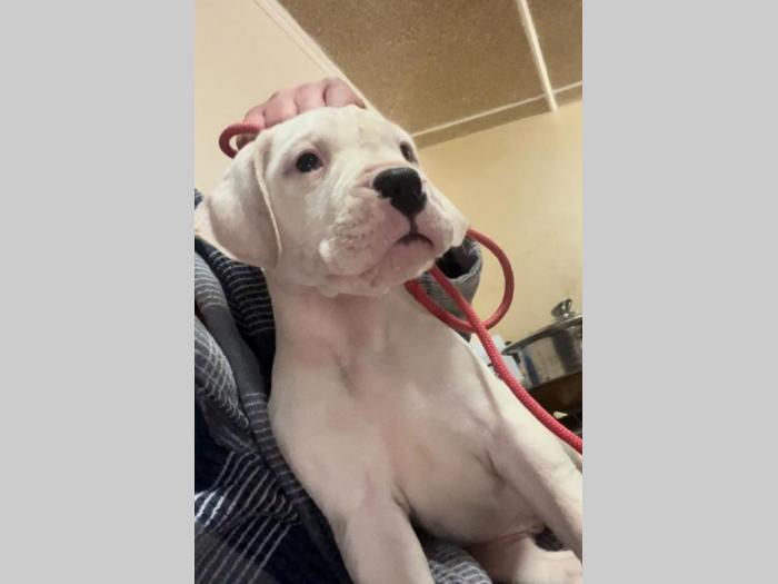 dogo argentino štenci besplatni mali oglasi