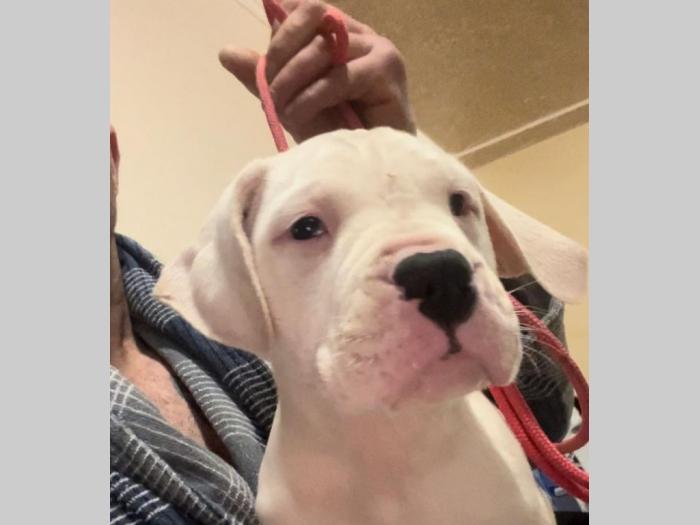 dogo argentino štenci besplatni mali oglasi