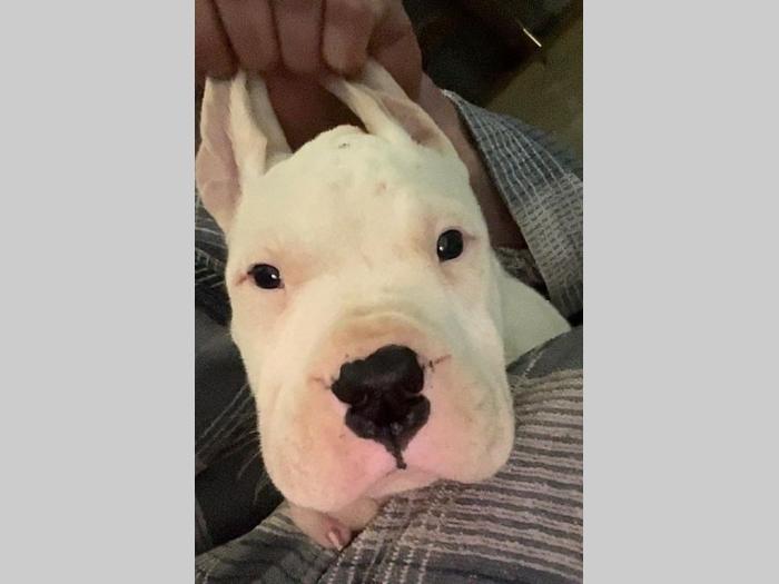 dogo argentino štenci besplatni mali oglasi