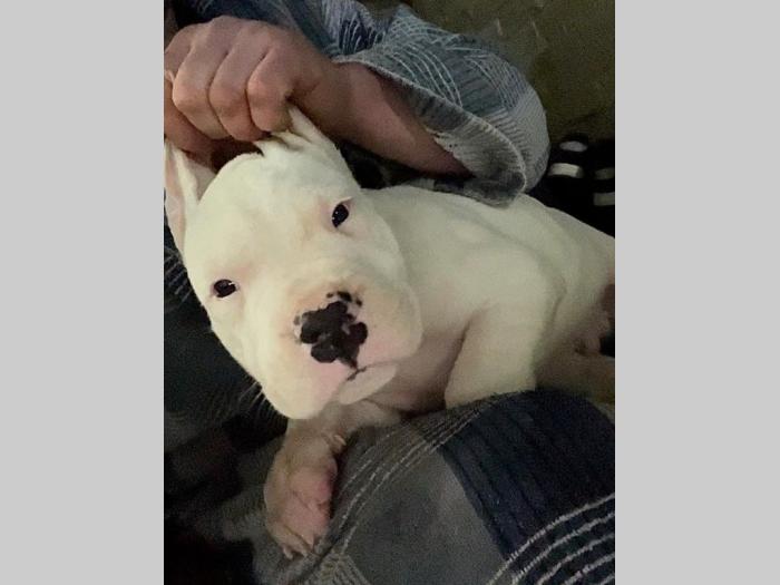 dogo argentino štenci besplatni mali oglasi