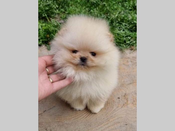 pomeranac boo štenci besplatni mali oglasi