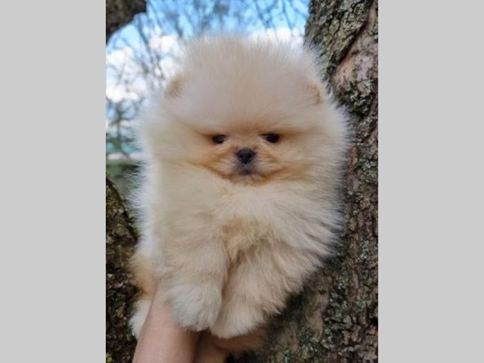 pomeranac boo štenci besplatni mali oglasi