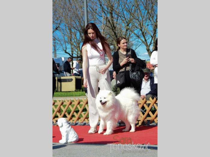 samojed štenci besplatni mali oglasi