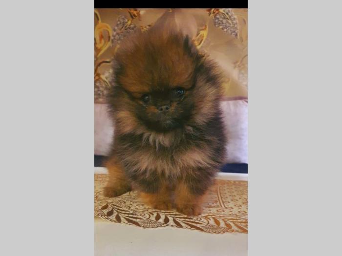 pomeranac boo štenci besplatni mali oglasi