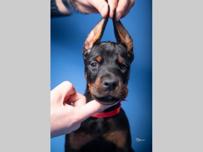 doberman štenci besplatni mali oglasi
