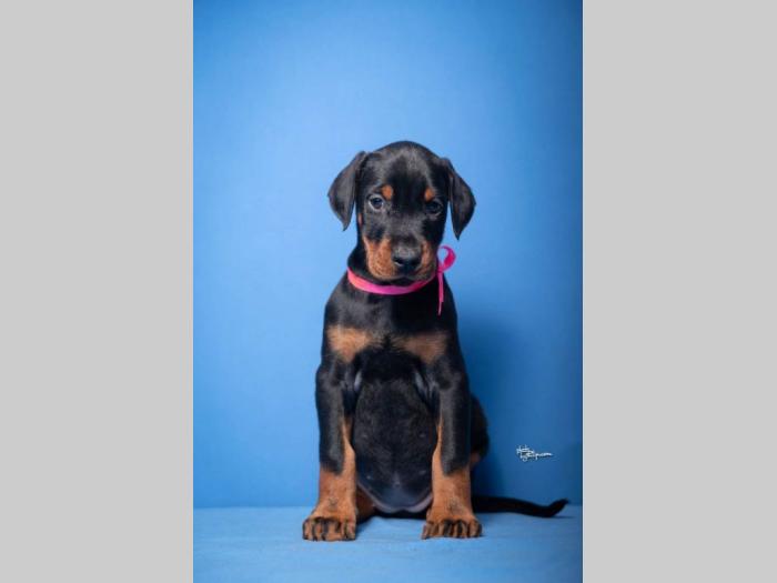 doberman štenci besplatni mali oglasi