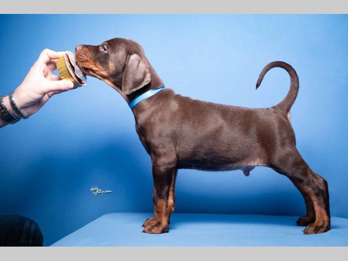 doberman štenci besplatni mali oglasi